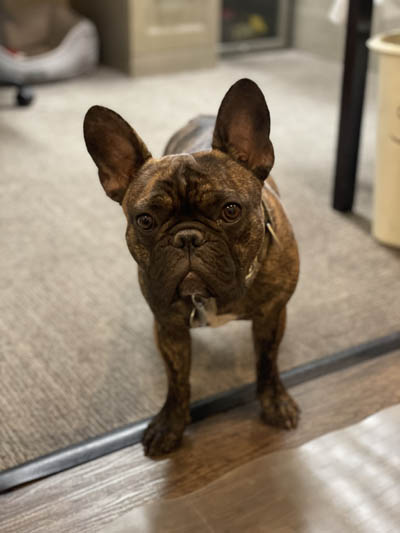 Dog in Our Office