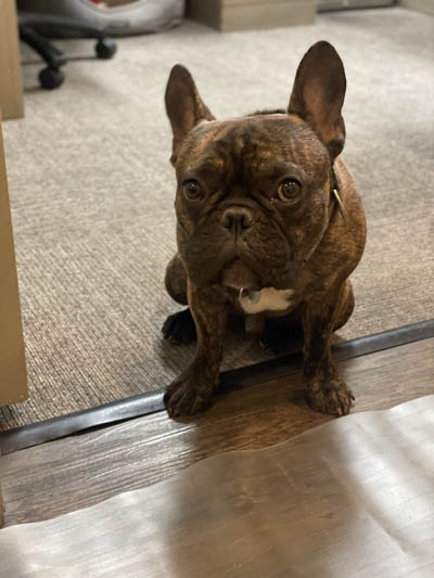 Office Dog on floor in our Litchfield Park, AZ office